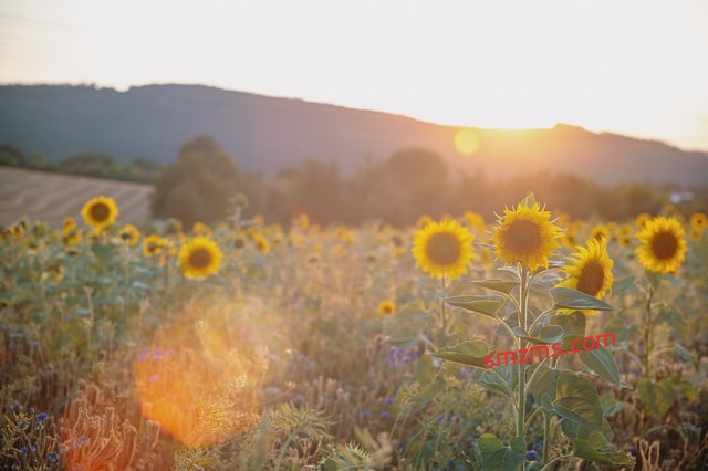 图片[1]-心情很好的文案（50句） - 易得函-易得函