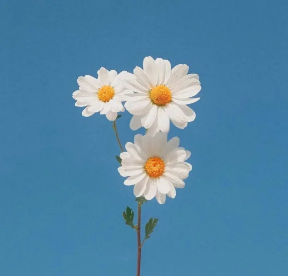 那些自由又清醒的文案 - 易得函-易得函